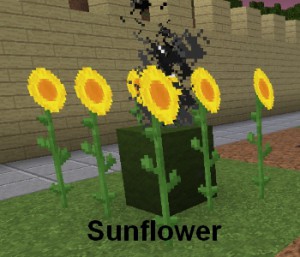 sunflower zombies