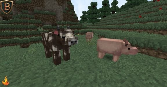 Animaux - Beyond The Lands