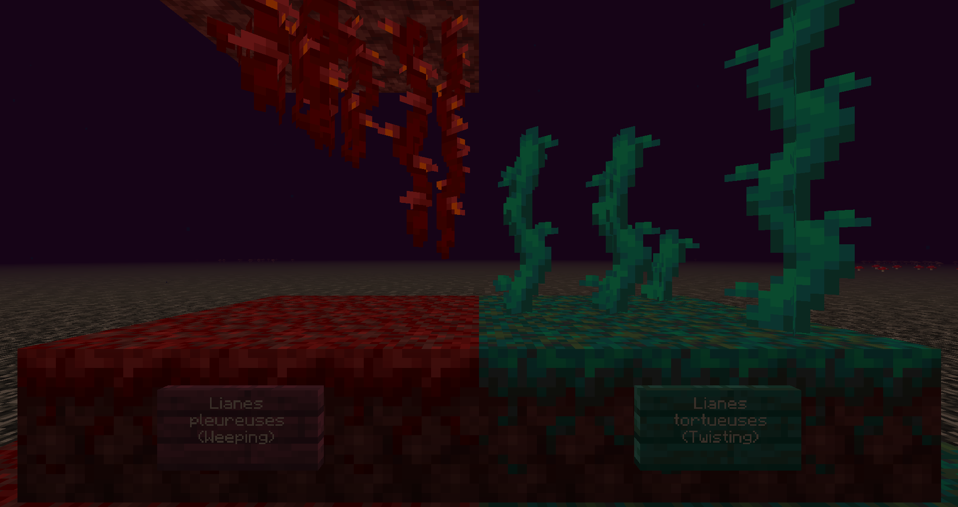 Lianes pleureuses et tortueuses 1.16