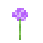 Allium