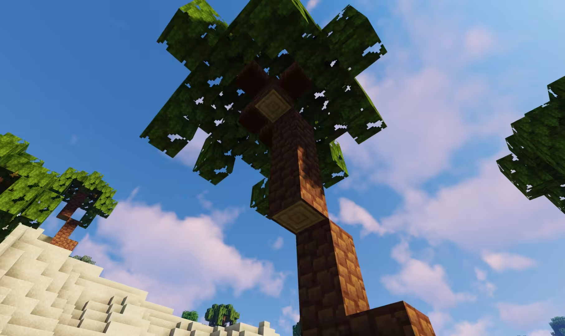 cocotier