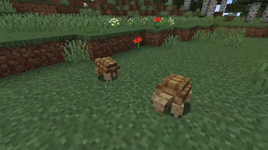 petite tortue