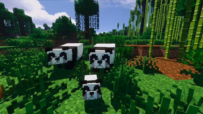 elevage panda