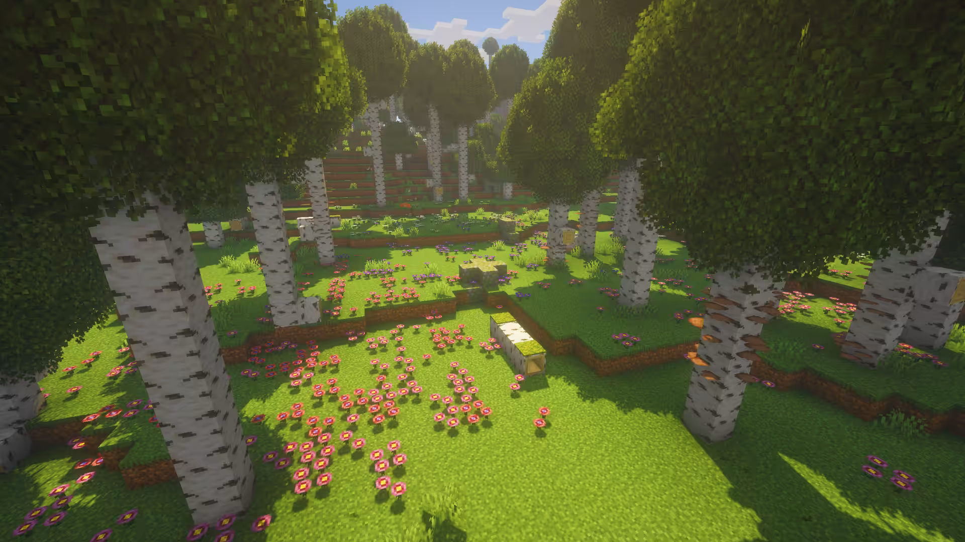 birch forest