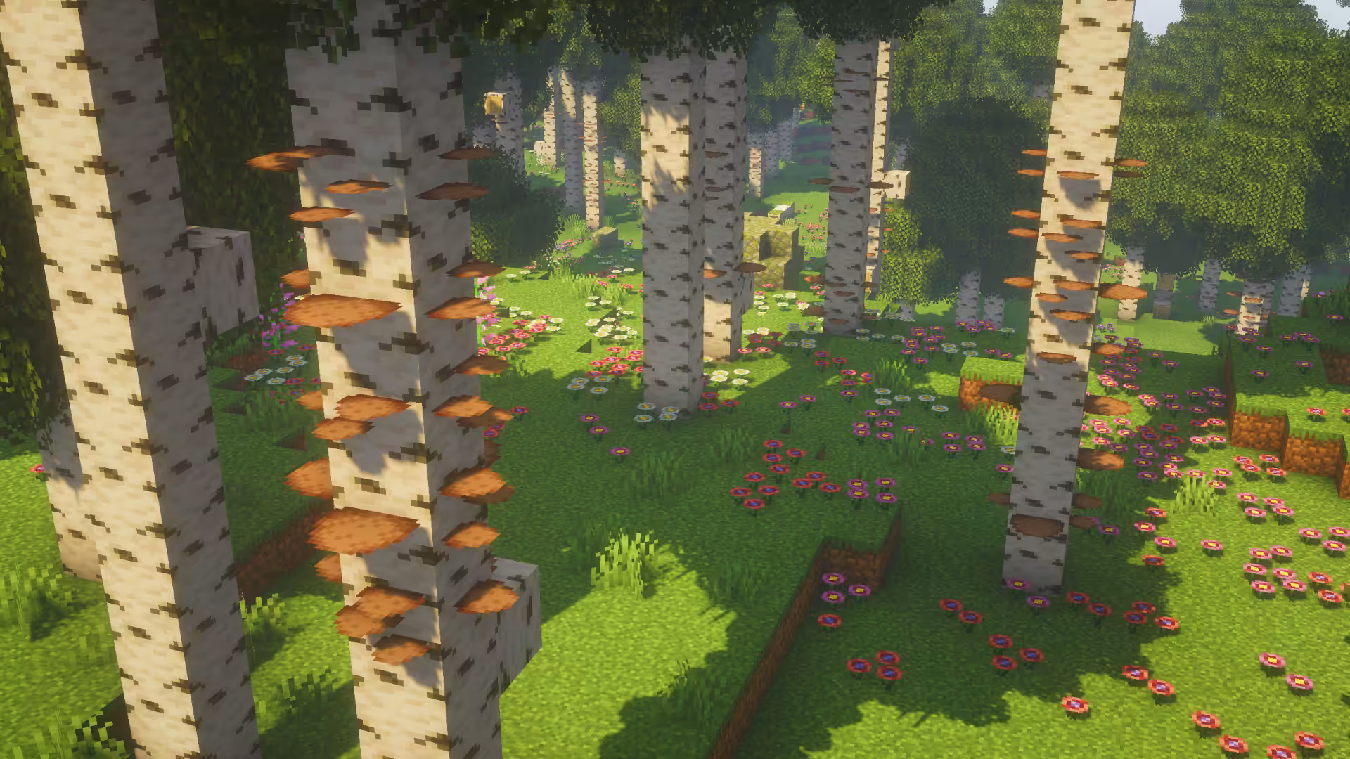 polypores on trees