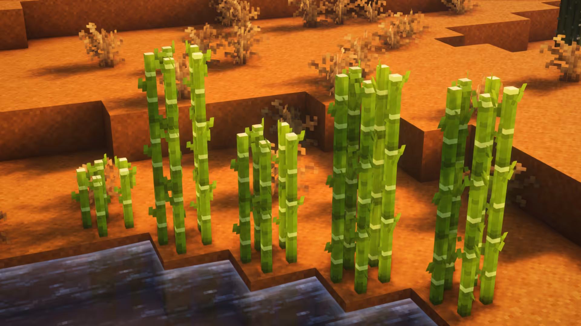 sugar cane