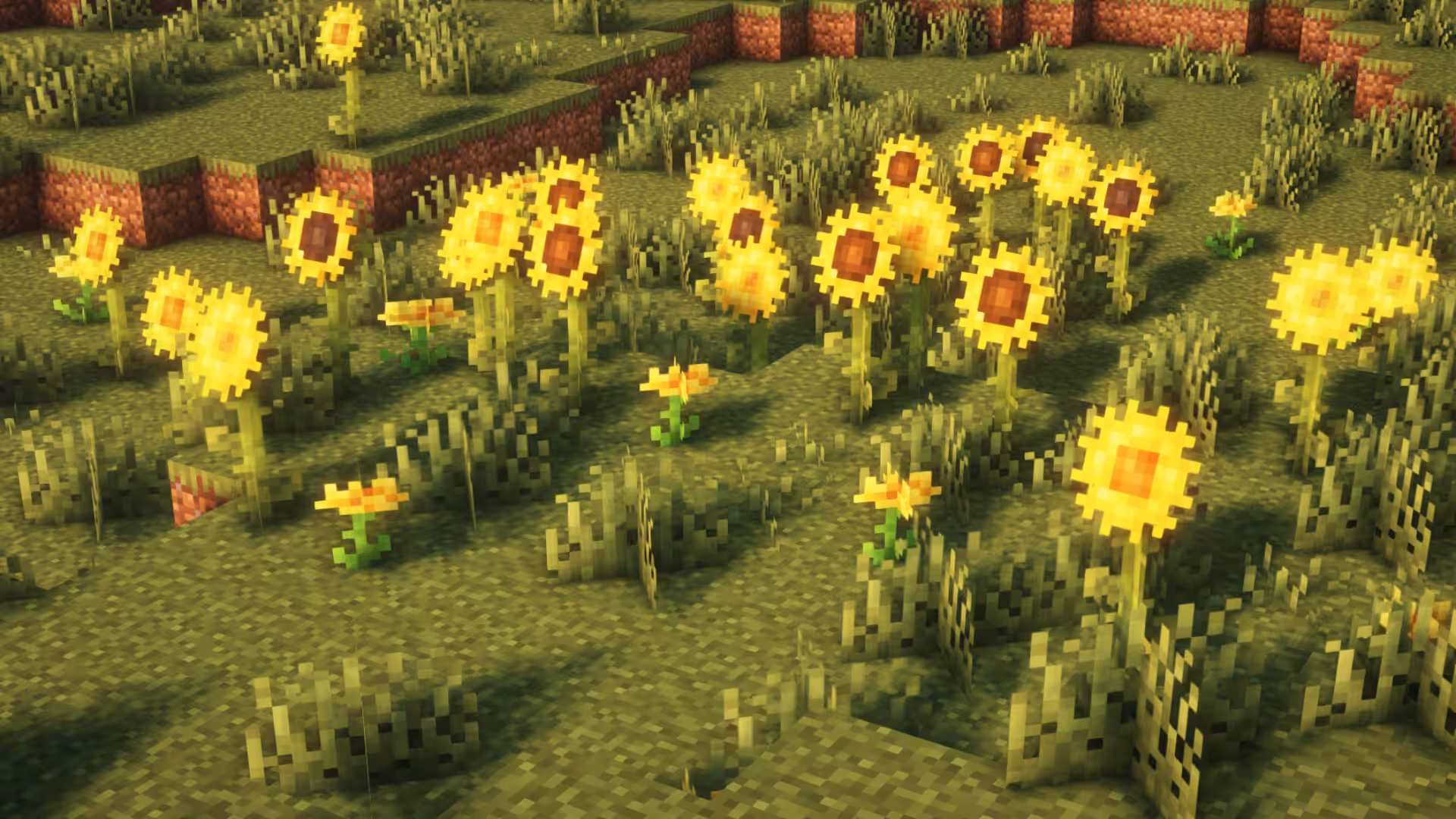 sunflowers2