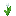 Tulip Blanche
