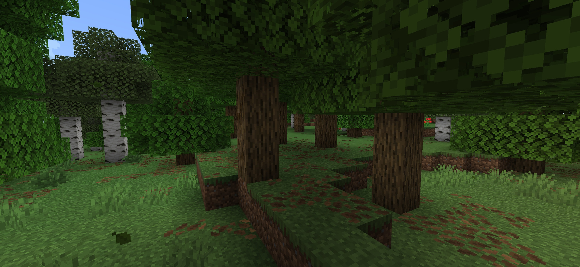 Vue au sol à l’intérieur d’une forêt de Minecraft, entre chênes, bouleaux et végétation.